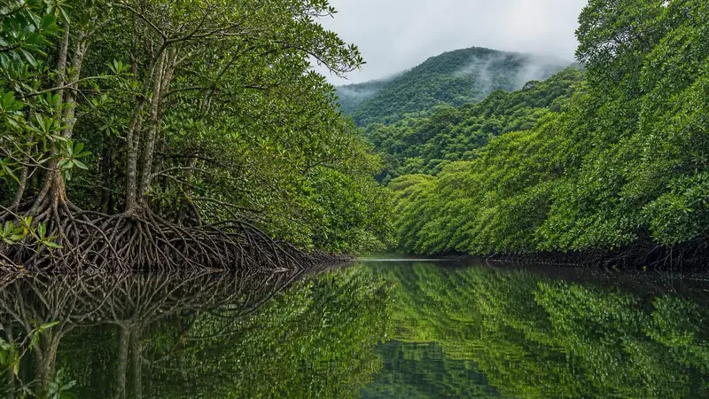 西表島紅樹林河道與兩側茂密植被