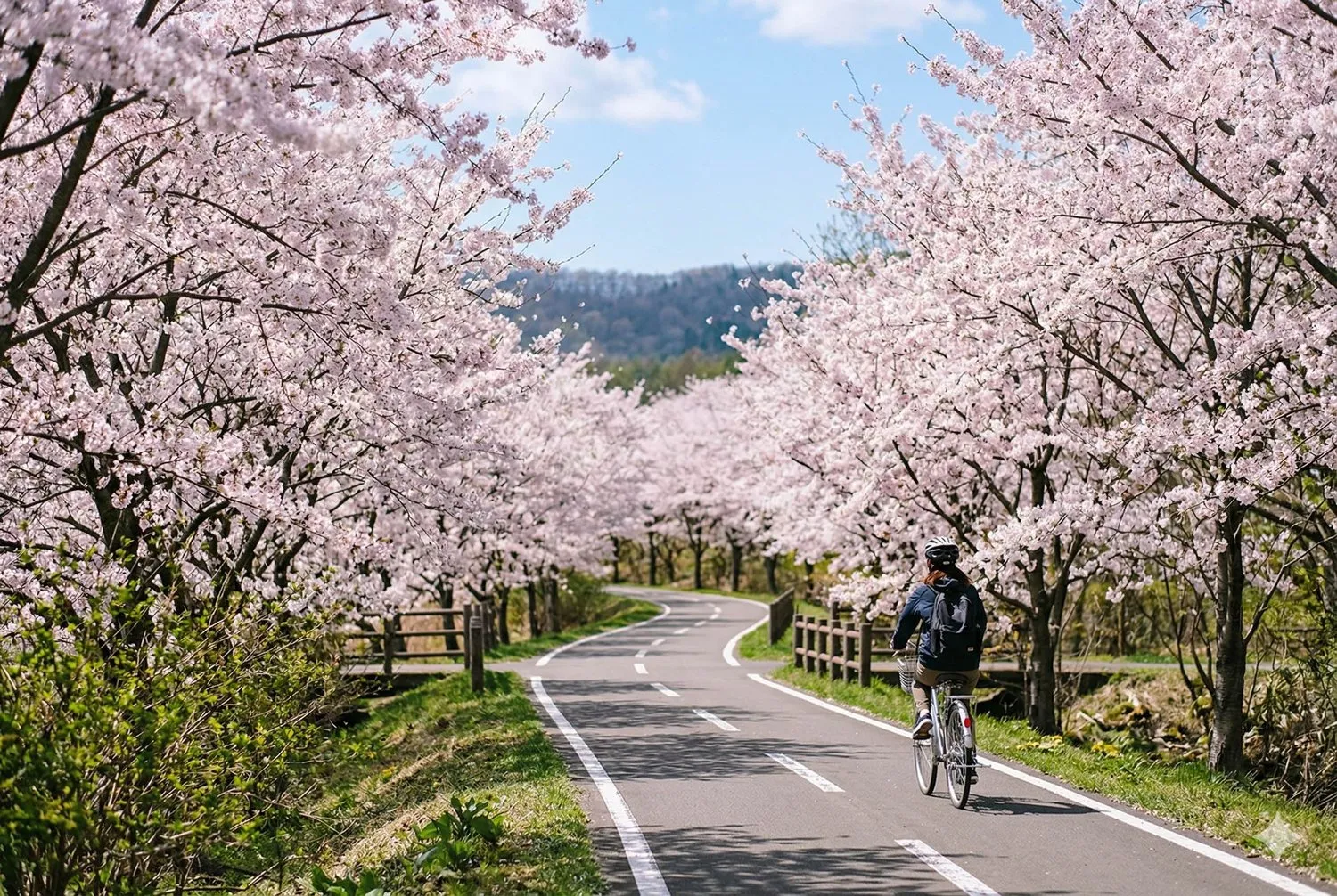 エルフィンロード櫻花隧道