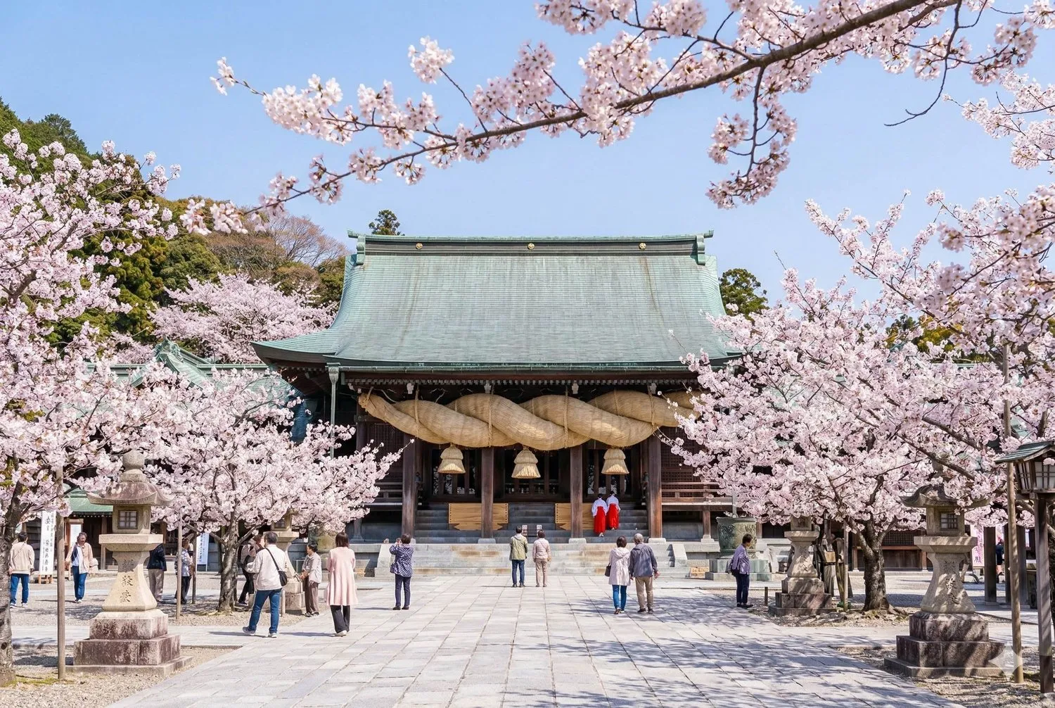 宮地嶽神社櫻花盛開