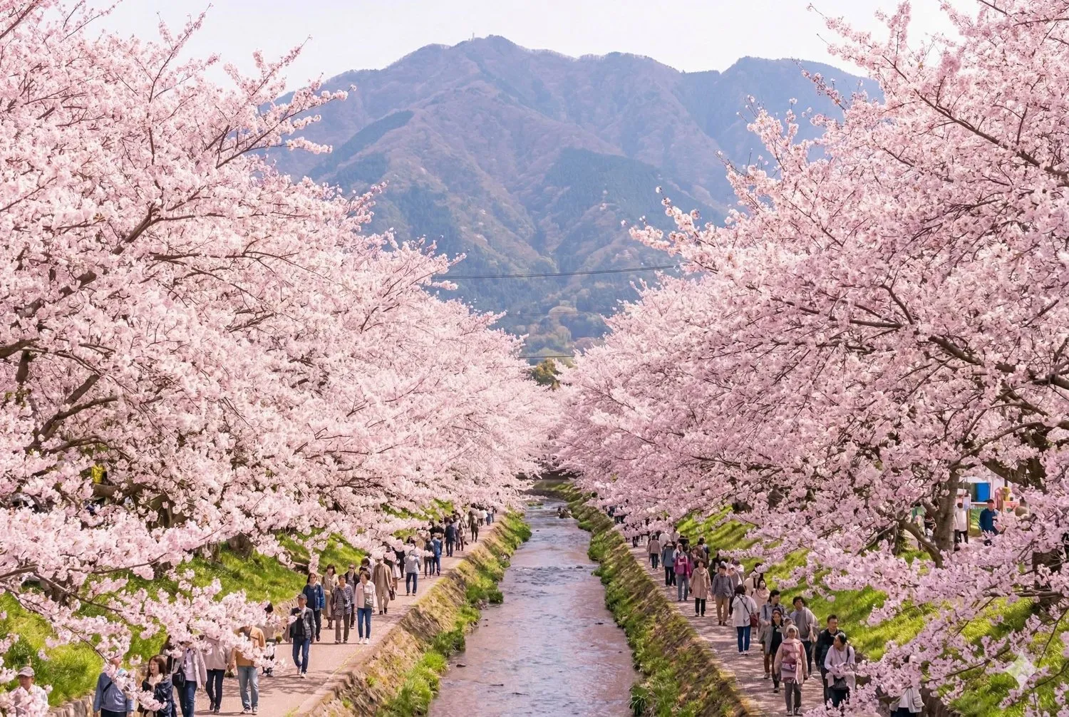 流川櫻並木粉色拱門