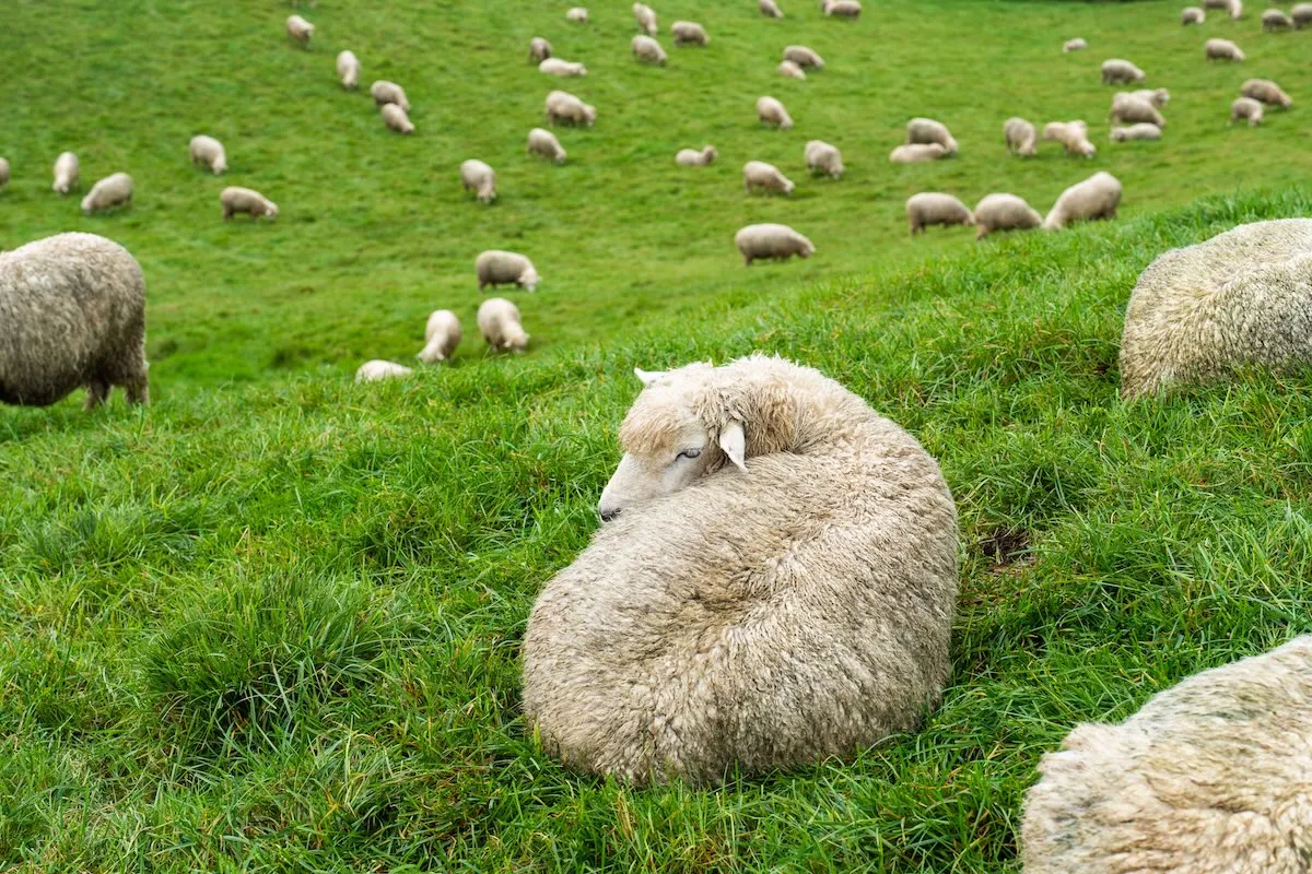 江原道平昌大關嶺雪景
