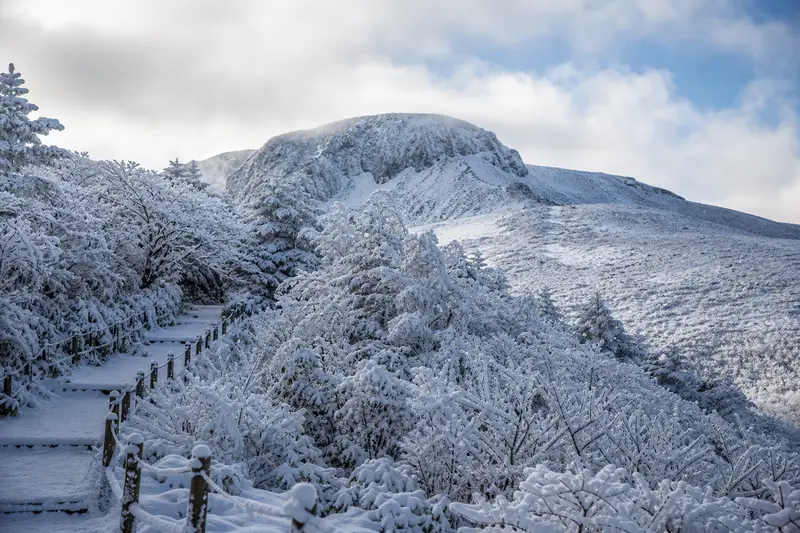 濟州漢拏山冬季雪景森林