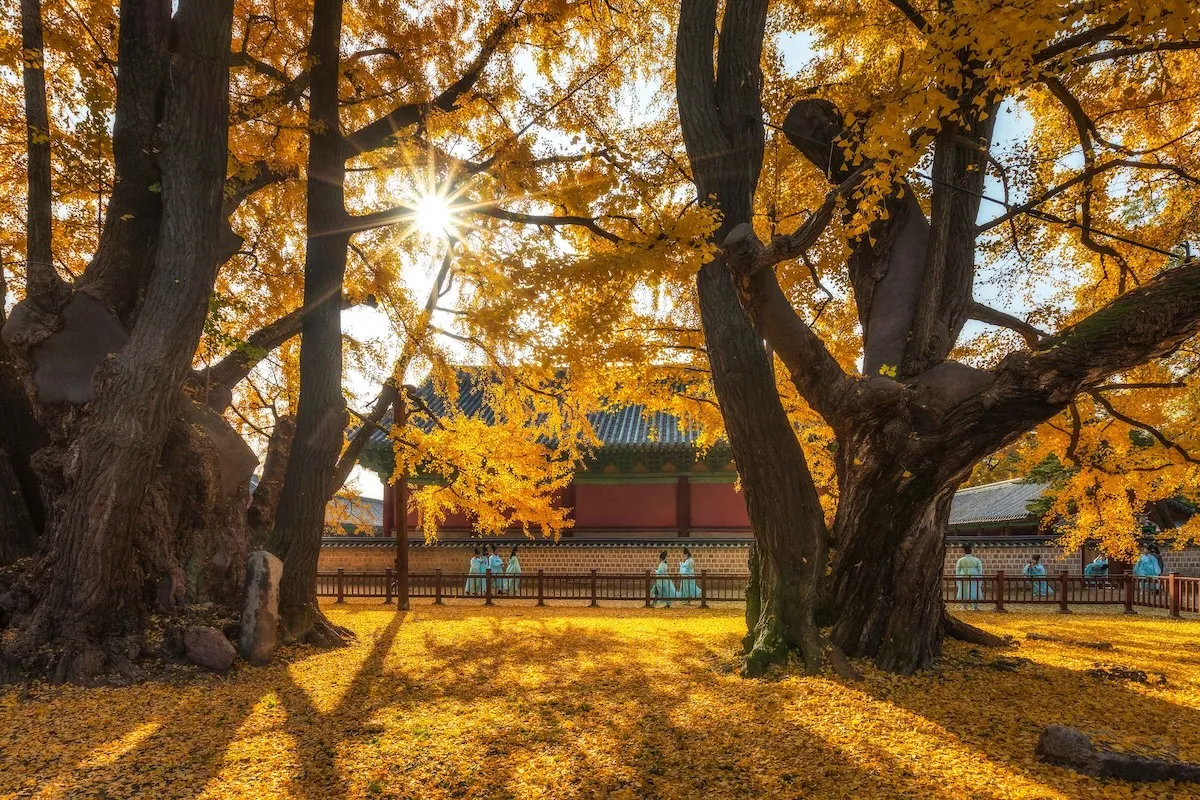 首爾銀杏賞楓五日包車