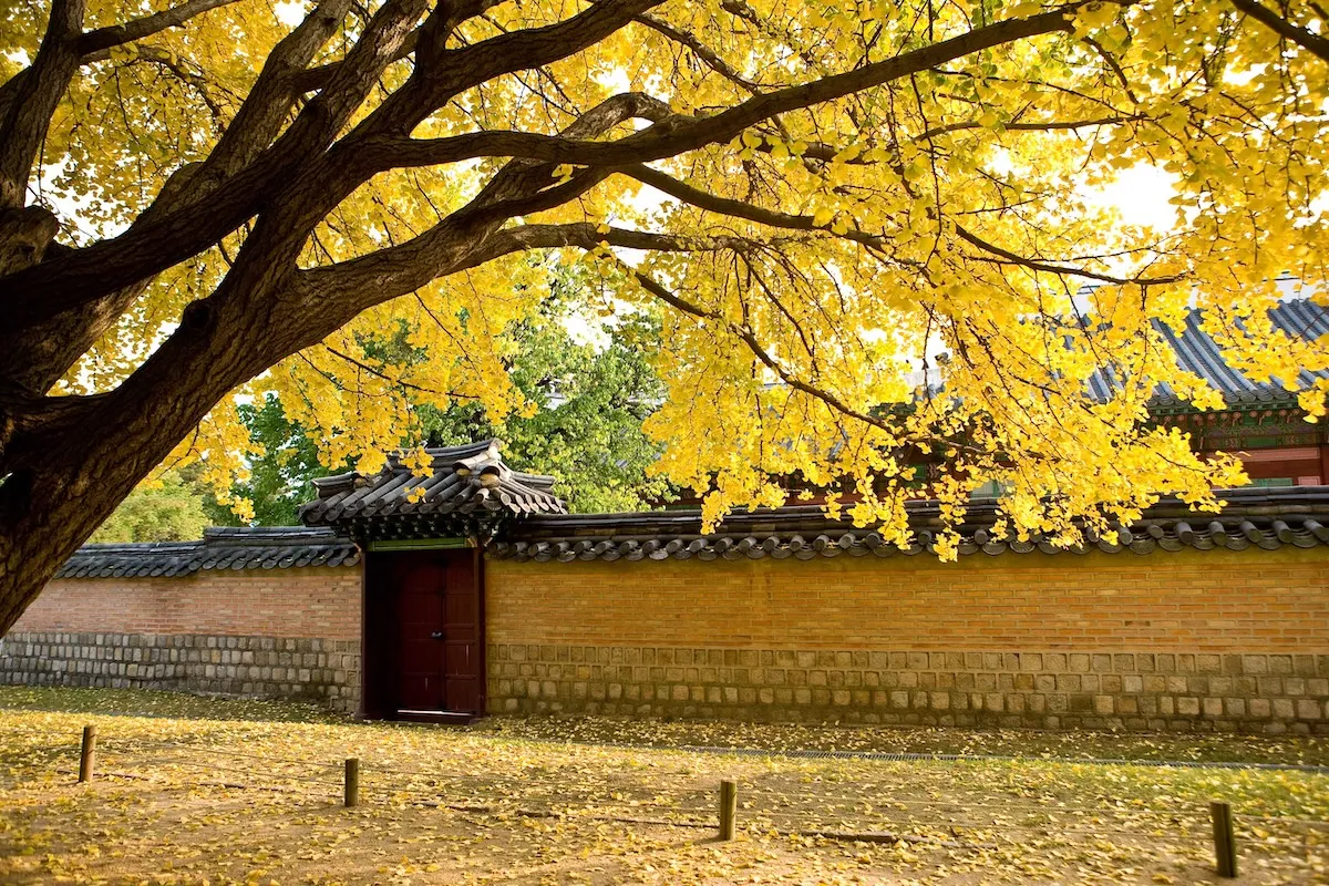 景福宮秋季銀杏與宮殿