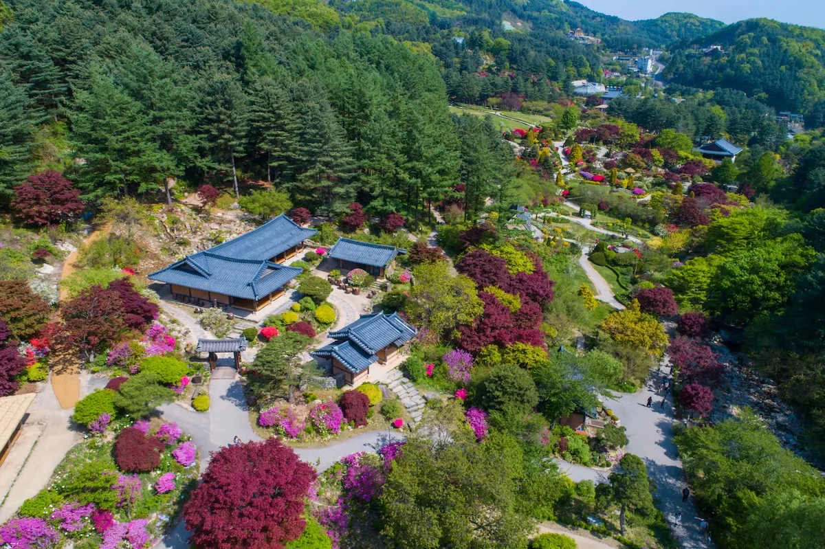 晨靜樹木園秋季楓紅庭園